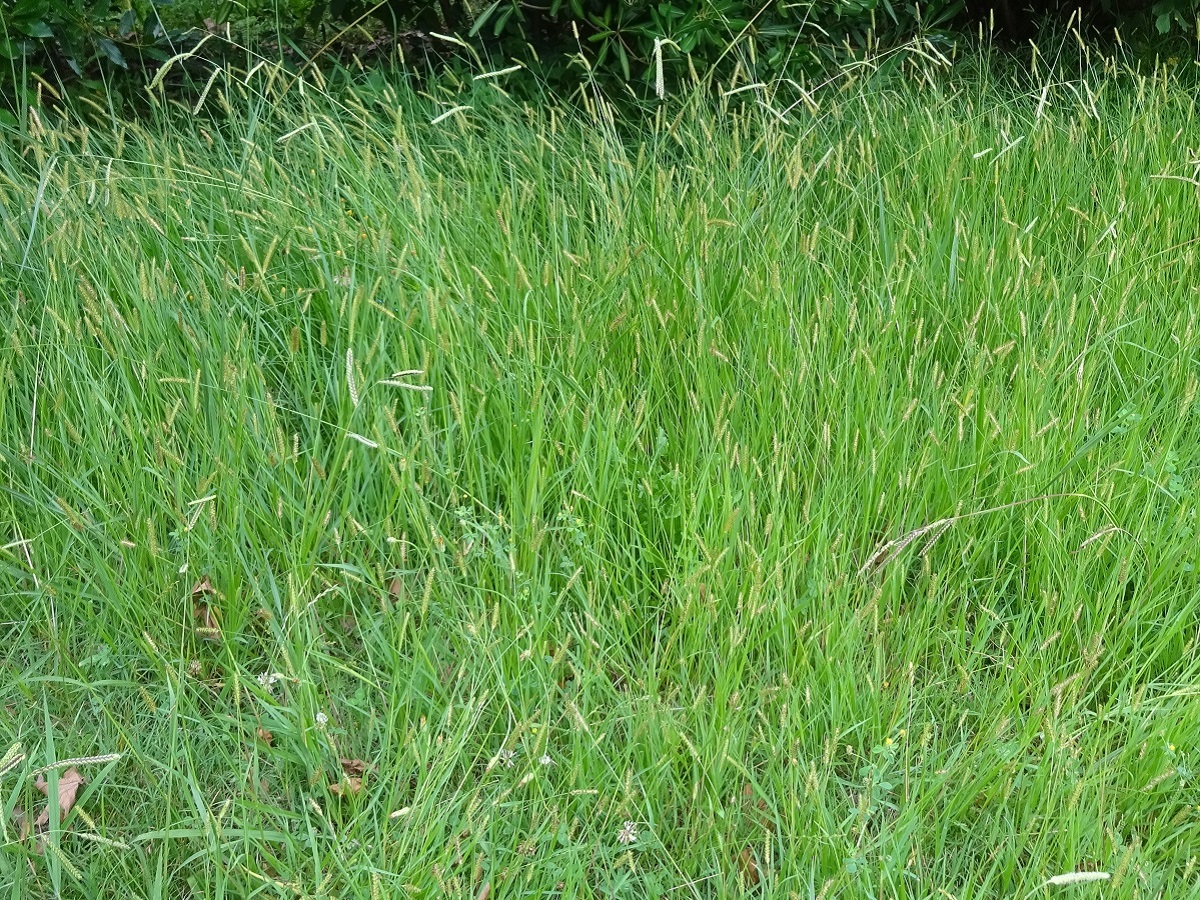 Setaria parviflora (Poaceae)